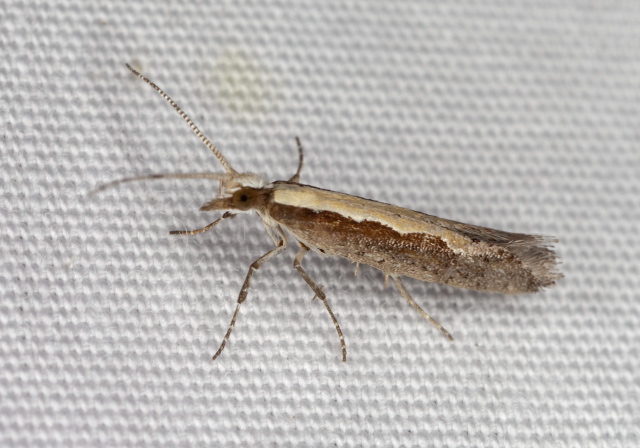 Plutella xylostella Plutellidae