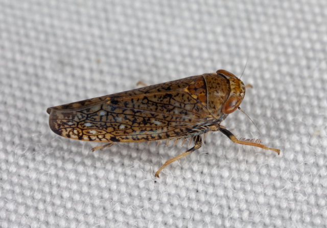 Orientus ishidae Cicadellidae