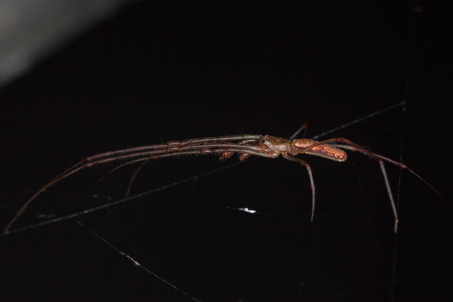 Tetragnatha sp. Tetragnathidae