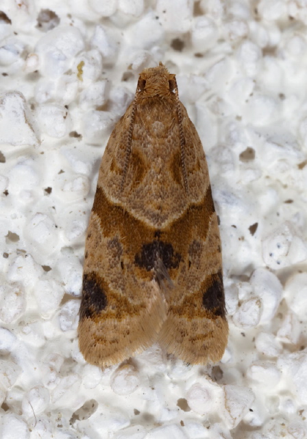 Clepsis peritana Tortricidae