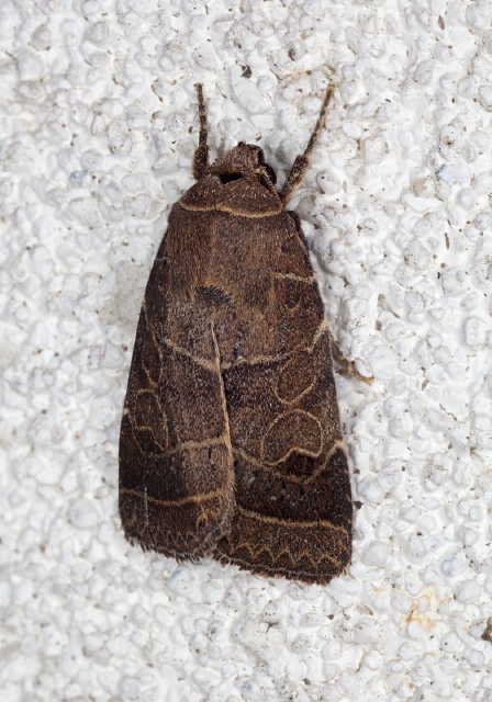 Orthodes majuscula Noctuidae