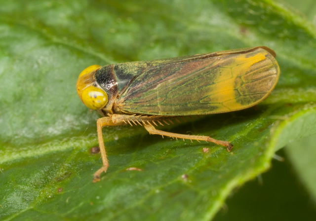 Coelidia olitoria? Cicadellidae