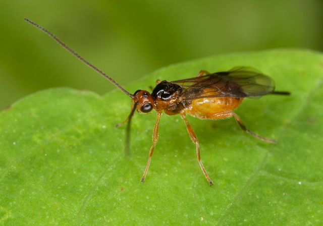 Bracon sp. Braconidae