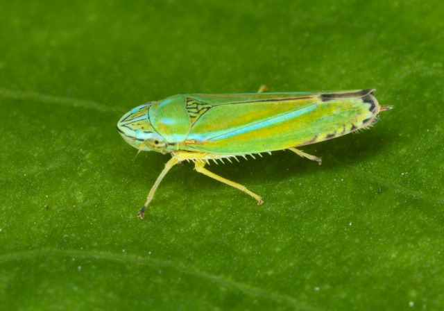 Graphocephala versuta Cicadellidae