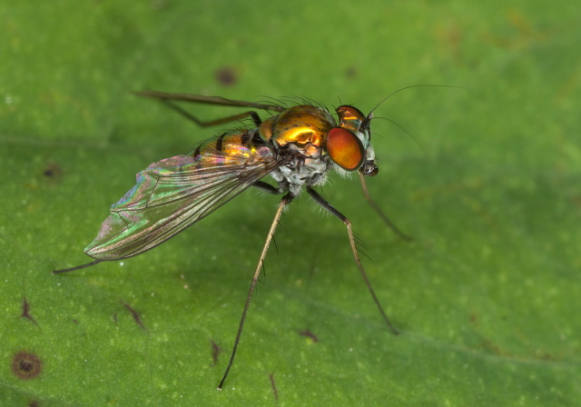 Condylostylus comatus group? Dolichopodidae