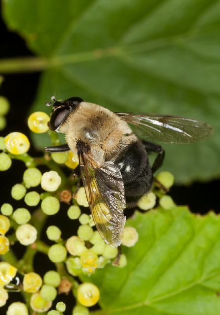 Mallota bautias? Syrphidae