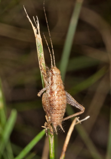 Hapithus agitator? Gryllidae