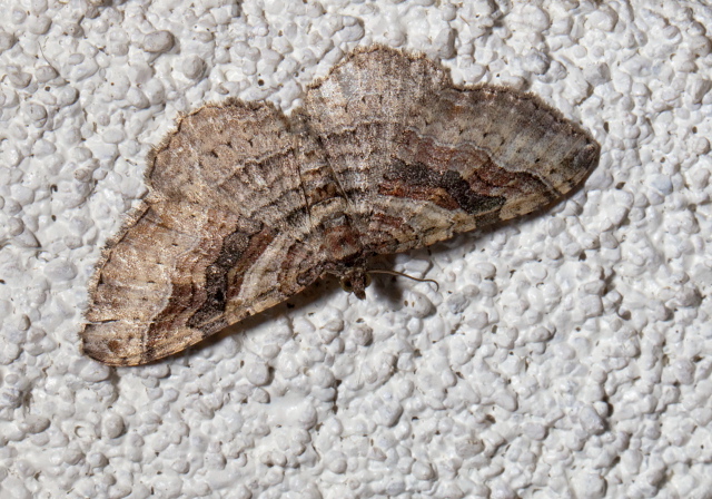 Costaconvexa centrostrigaria Geometridae