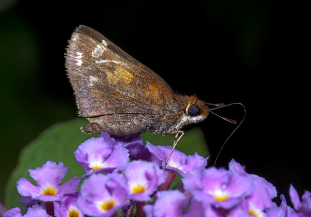 Poanes zabulon Hesperiidae