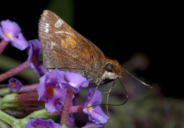 Poanes zabulon Hesperiidae