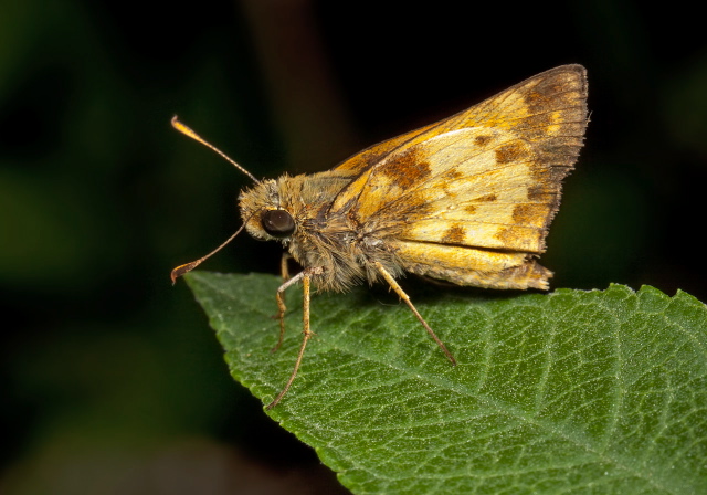 Poanes zabulon Hesperiidae