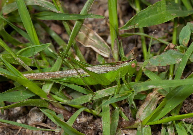 Conocephalus fasciatus? Tettigoniidae