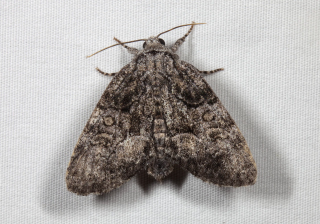 Raphia frater Noctuidae