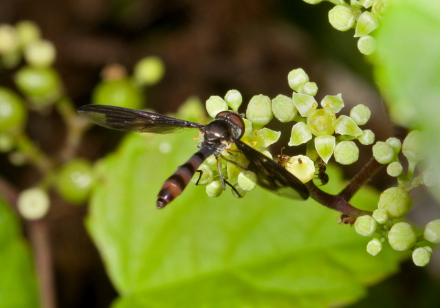 Ocyptamus fuscipennis Syrphidae