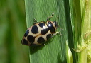 p1060689_beetle