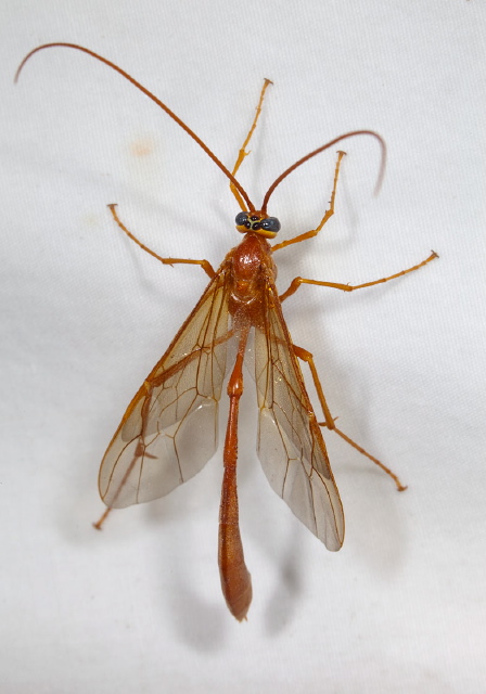 Enicospilus americanus species-group Ichneumonidae