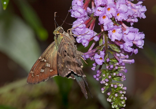 Urbanus proteus Hesperiidae