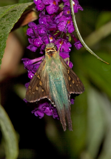 Urbanus proteus Hesperiidae