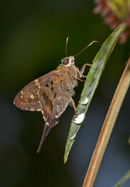 Urbanus proteus Hesperiidae