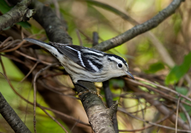 Mniotilta varia Parulidae