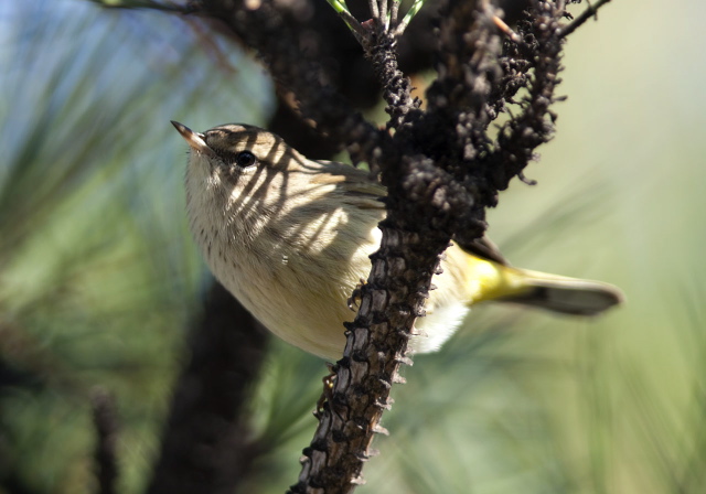 Setophaga palmarum Parulidae