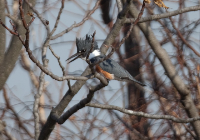 Ceryle alcyon Alcedinidae