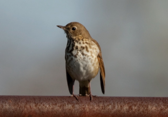 Catharus guttatus Turdidae