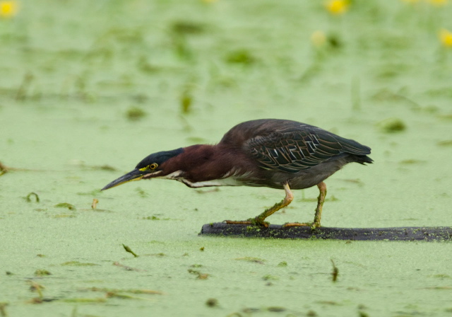 Butorides virescens Ardeidae