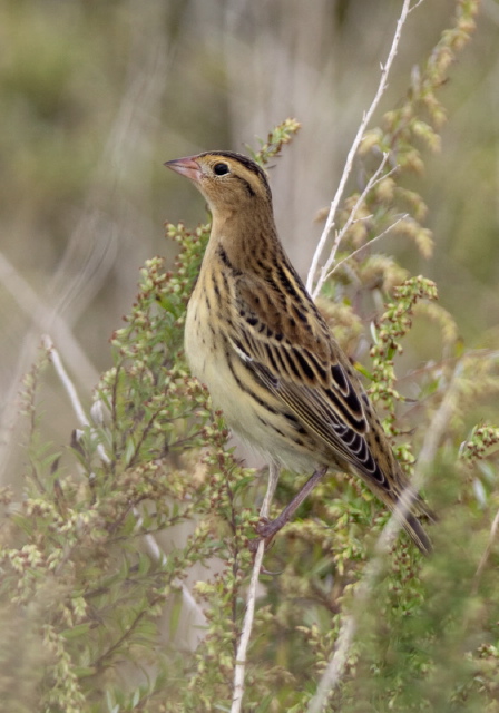 Dolichonyx oryzivorus Icteridae