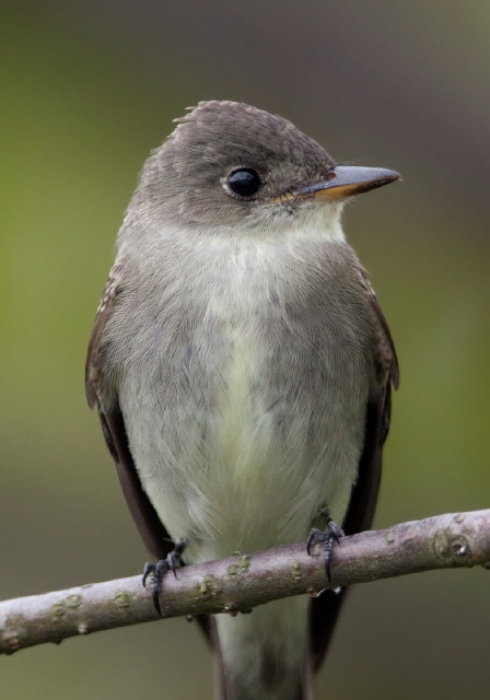 Contopus virens Tyrannidae