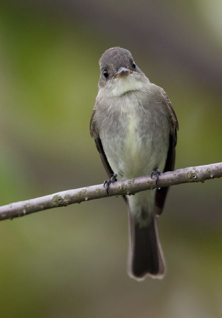 Contopus virens Tyrannidae