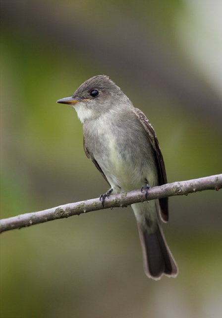 Contopus virens Tyrannidae