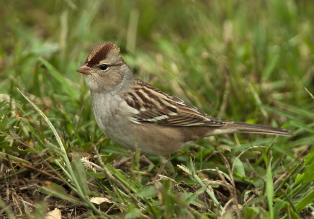 Zonotrichia leucophrys Emberizidae