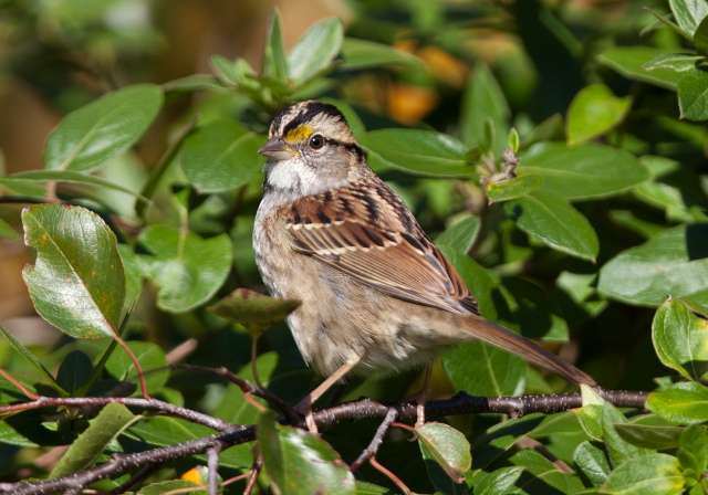 Zonotrichia albicollis Emberizidae