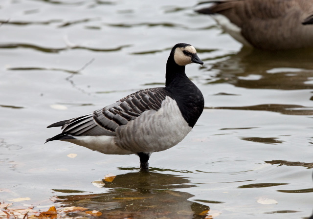 Branta leucopsis Anatidae