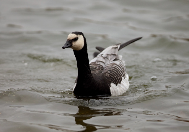 Branta leucopsis Anatidae