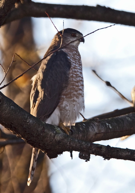 Accipiter cooperii Accipitridae