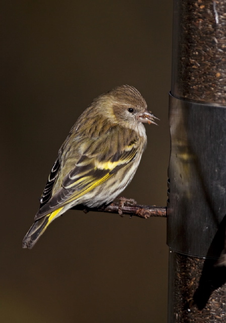 Carduelis pinus Fringillidae