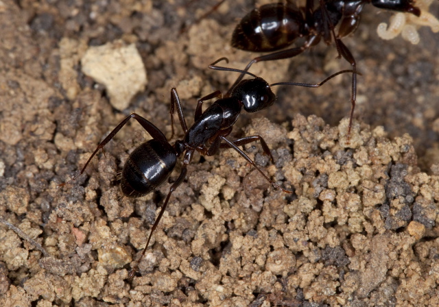 Camponotus (Camponotus) americanus Formicidae