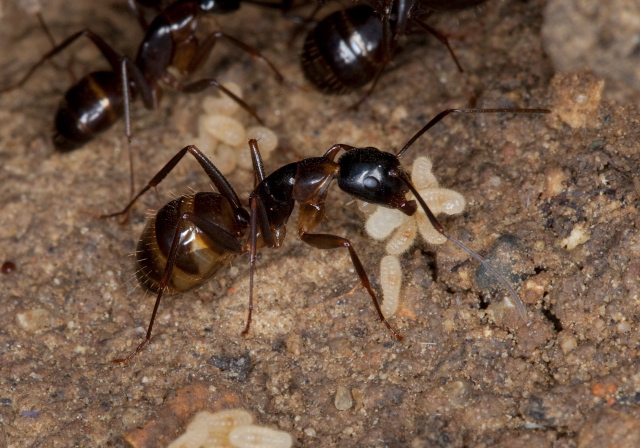 Camponotus (Camponotus) americanus Formicidae