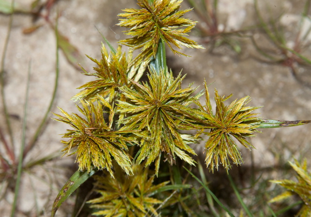 Cyperus strigosus? Cyperaceae