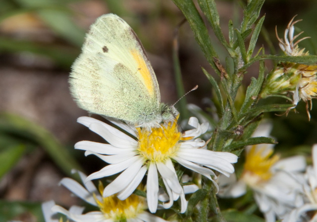 Nathalis iole Pieridae