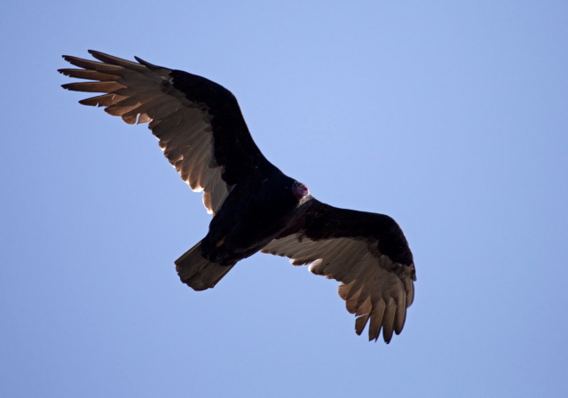 Cathartes aura Cathartidae