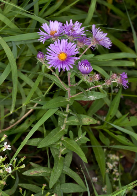 Aster novae-angliae? Asteraceae