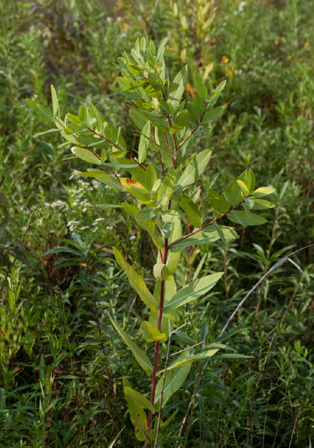 Asclepias Apocynaceae