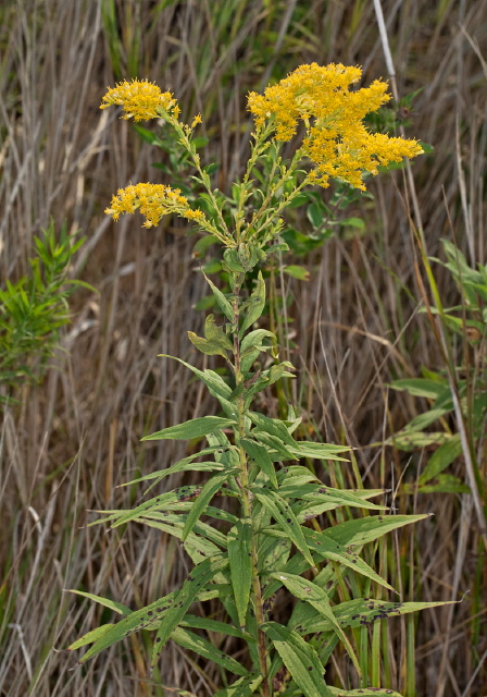 Solidago nemoralis? Asteraceae