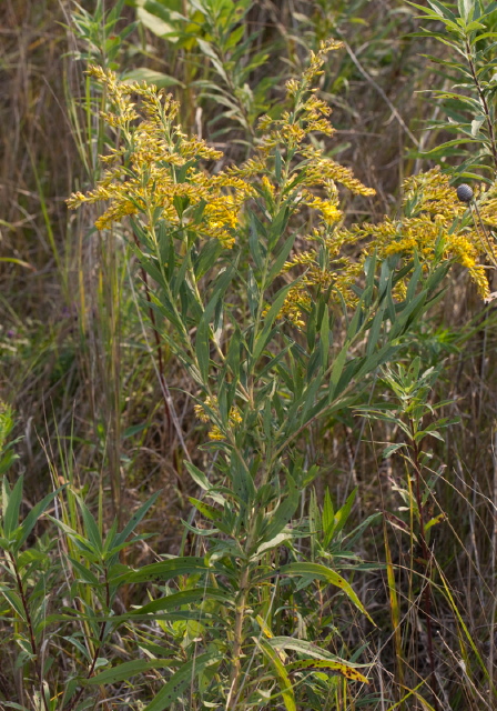 Solidago nemoralis? Asteraceae