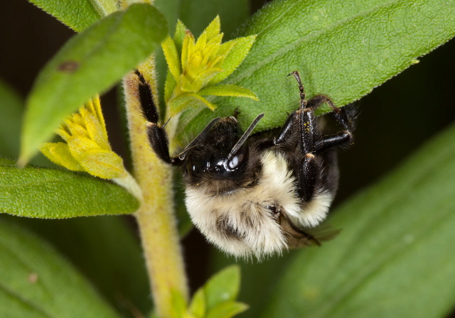 Bombus (Pyrobombus) impatiens Apidae