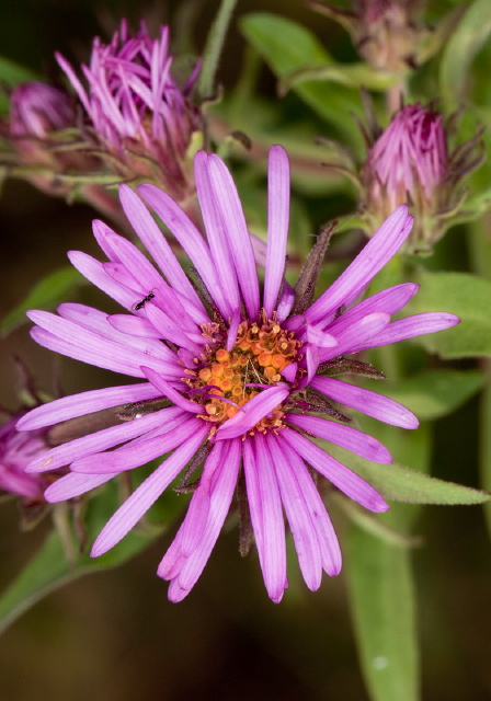 Aster novae-angliae? Asteraceae