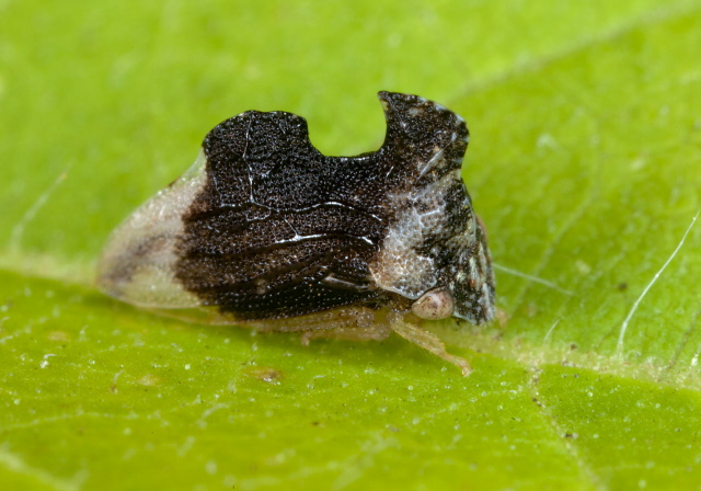 Entylia carinata Membracidae